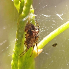 Araneinae (subfamily) at O'Connor, ACT - 8 Jan 2023 11:46 AM