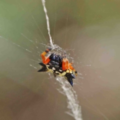 Austracantha minax (Christmas Spider, Jewel Spider) at Dryandra St Woodland - 8 Jan 2023 by ConBoekel