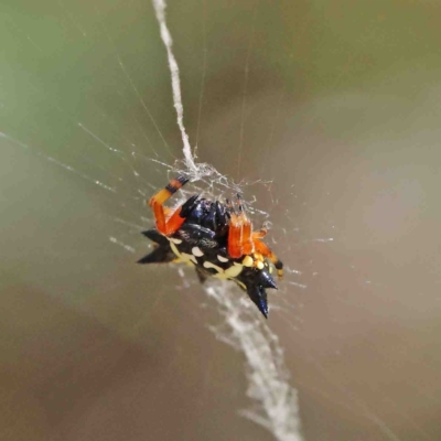 Austracantha minax (Christmas Spider, Jewel Spider) at O'Connor, ACT - 8 Jan 2023 by ConBoekel