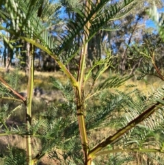 Acacia decurrens (Green Wattle) at Watson, ACT - 8 Jan 2023 by waltraud