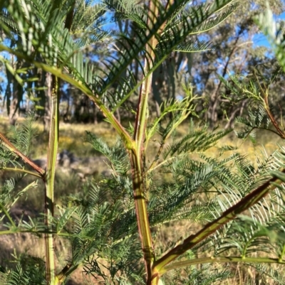 Acacia decurrens (Green Wattle) at Mount Majura - 8 Jan 2023 by waltraud