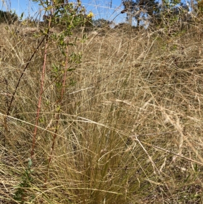 Nassella trichotoma (Serrated Tussock) at Watson, ACT - 8 Jan 2023 by waltraud