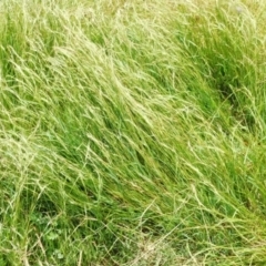 Microlaena stipoides (Weeping Grass) at Jerrabomberra, ACT - 5 Jan 2023 by CallumBraeRuralProperty