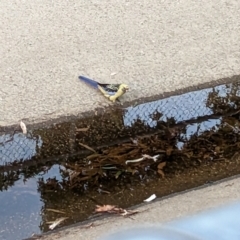 Platycercus elegans flaveolus (Yellow Rosella) at Albury - 8 Jan 2023 by Darcy