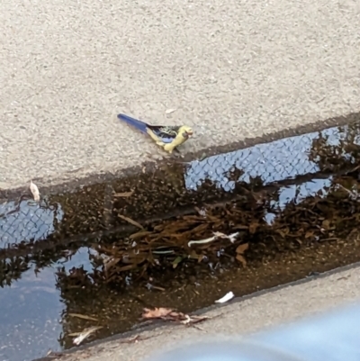 Platycercus elegans flaveolus (Yellow Rosella) at Albury - 8 Jan 2023 by Darcy