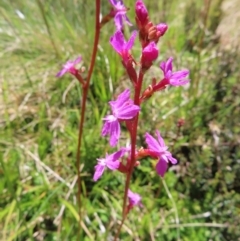 Stylidium montanum (Alpine Triggerplant) at Namadgi National Park - 8 Jan 2023 by MatthewFrawley