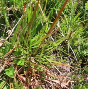 Stylidium montanum at Cotter River, ACT - 8 Jan 2023 11:56 AM