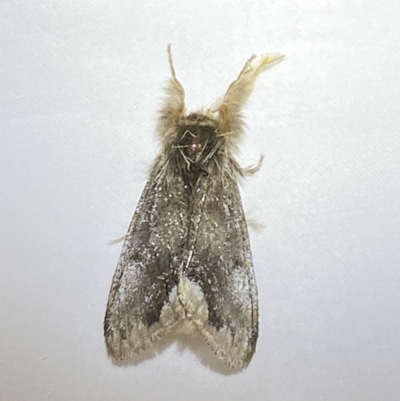 Euproctis marginalis (Margined Browntail Moth) at Numeralla, NSW - 31 Dec 2022 by Steve_Bok