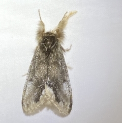 Euproctis marginalis at Numeralla, NSW - 1 Jan 2023