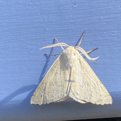 Arhodia lasiocamparia (Pink Arhodia (Oenochrominae)) at Numeralla, NSW - 1 Jan 2023 by SteveBorkowskis