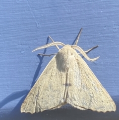 Arhodia lasiocamparia at Numeralla, NSW - suppressed