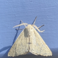 Arhodia lasiocamparia at Numeralla, NSW - suppressed