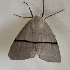 Gastrophora henricaria (Fallen-bark Looper, Beautiful Leaf Moth) at Numeralla, NSW - 31 Dec 2022 by Steve_Bok