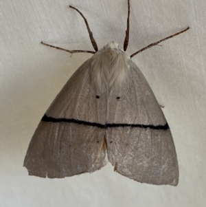 Gastrophora henricaria at Numeralla, NSW - 1 Jan 2023