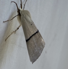 Gastrophora henricaria at Numeralla, NSW - 1 Jan 2023