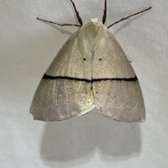 Gastrophora henricaria at Numeralla, NSW - 1 Jan 2023