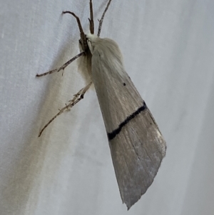 Gastrophora henricaria at Numeralla, NSW - 1 Jan 2023