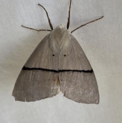 Gastrophora henricaria at Numeralla, NSW - 1 Jan 2023