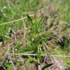 Prasophyllum tadgellianum (Tadgell's leek orchid) at Namadgi National Park - 8 Jan 2023 by MatthewFrawley