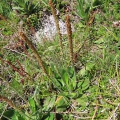 Plantago euryphylla (A Plantain) at Namadgi National Park - 8 Jan 2023 by MatthewFrawley