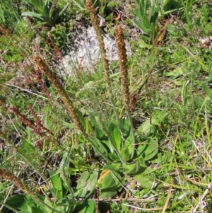 Plantago euryphylla at Cotter River, ACT - 8 Jan 2023