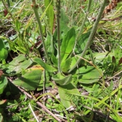 Plantago euryphylla at Cotter River, ACT - 8 Jan 2023 12:07 PM