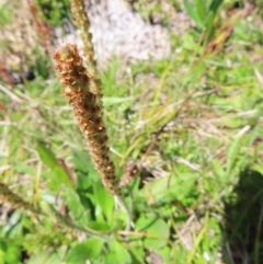 Plantago euryphylla at Cotter River, ACT - 8 Jan 2023