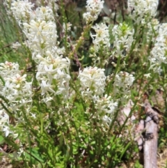 Stackhousia monogyna (Creamy Candles) at Cotter River, ACT - 8 Jan 2023 by MatthewFrawley