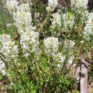 Stackhousia monogyna at Cotter River, ACT - 8 Jan 2023