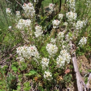 Stackhousia monogyna at Cotter River, ACT - 8 Jan 2023 12:19 PM