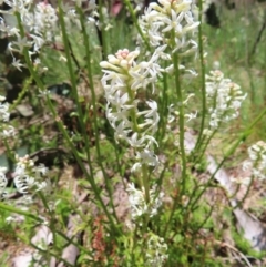 Stackhousia monogyna at Cotter River, ACT - 8 Jan 2023 12:19 PM