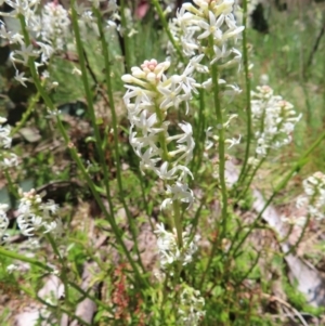 Stackhousia monogyna at Cotter River, ACT - 8 Jan 2023