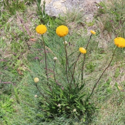 Craspedia aurantia var. aurantia (Orange Billy Buttons) at Cotter River, ACT - 8 Jan 2023 by MatthewFrawley