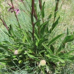 Craspedia aurantia var. aurantia at Cotter River, ACT - suppressed