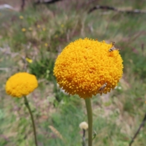 Craspedia aurantia var. aurantia at Cotter River, ACT - suppressed