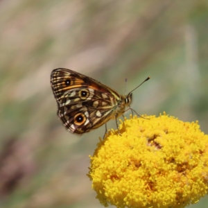 Oreixenica orichora at Cotter River, ACT - 8 Jan 2023 01:16 PM