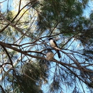 Rhipidura leucophrys at Gungahlin, ACT - 9 Jan 2023