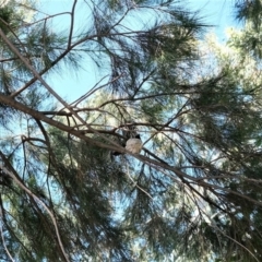 Rhipidura leucophrys at Gungahlin, ACT - 9 Jan 2023