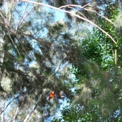 Rhipidura leucophrys at Gungahlin, ACT - 9 Jan 2023