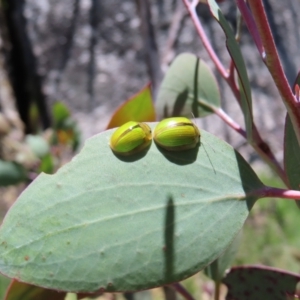 Paropsisterna hectica at Cotter River, ACT - 8 Jan 2023