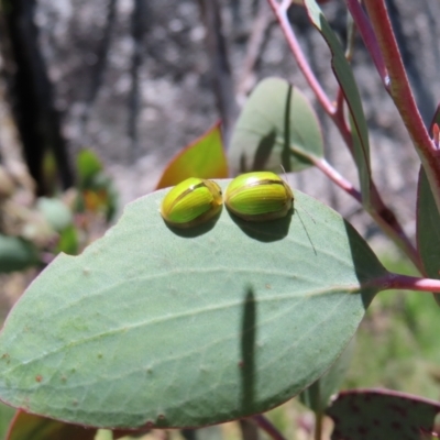 Paropsisterna hectica (A leaf beetle) at Namadgi National Park - 8 Jan 2023 by MatthewFrawley