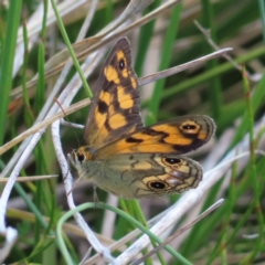 Heteronympha cordace (Bright-eyed Brown) at Cotter River, ACT - 8 Jan 2023 by MatthewFrawley