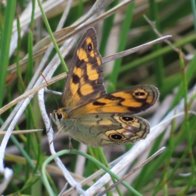 Heteronympha cordace (Bright-eyed Brown) at Namadgi National Park - 8 Jan 2023 by MatthewFrawley