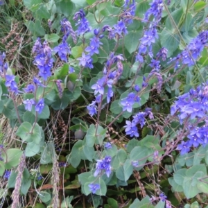 Veronica perfoliata at Cotter River, ACT - 8 Jan 2023 02:20 PM