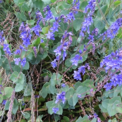 Veronica perfoliata (Digger's Speedwell) at Cotter River, ACT - 8 Jan 2023 by MatthewFrawley