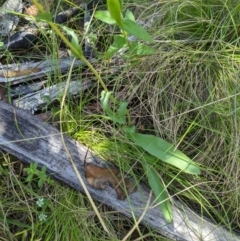 Craspedia variabilis (Common Billy Buttons) at Gibraltar Pines - 8 Jan 2023 by MattM