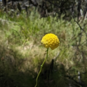 Craspedia variabilis at Paddys River, ACT - 8 Jan 2023