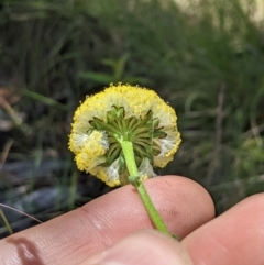 Craspedia variabilis at Paddys River, ACT - 8 Jan 2023