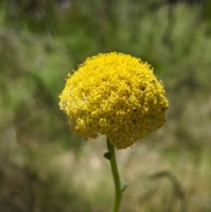 Craspedia variabilis at Paddys River, ACT - 8 Jan 2023