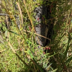 Einadia nutans (Climbing Saltbush) at Hackett, ACT - 8 Jan 2023 by Avery